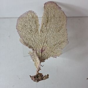Large 12 Inch Coastal Sea Fan Style Decorative Specimen Natural Look